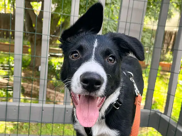 Cosmic Dog Training, Arrow on the back deck as a puppy, Lafayette, Colorado.