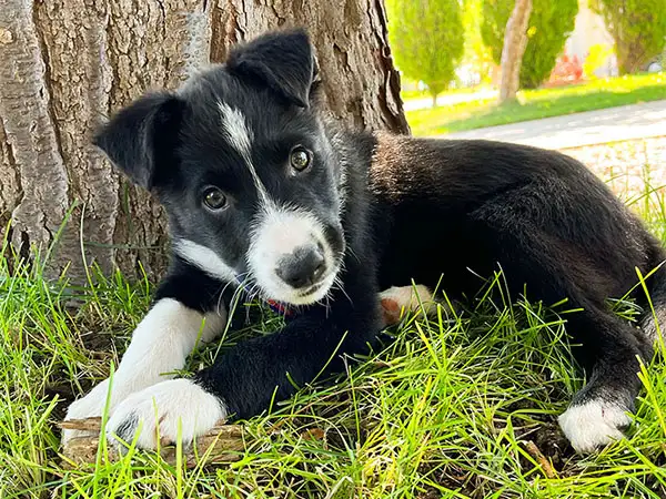Cosmic Dog Training, Arrow as a puppy lying in the grass, Lafayette, Colorado.