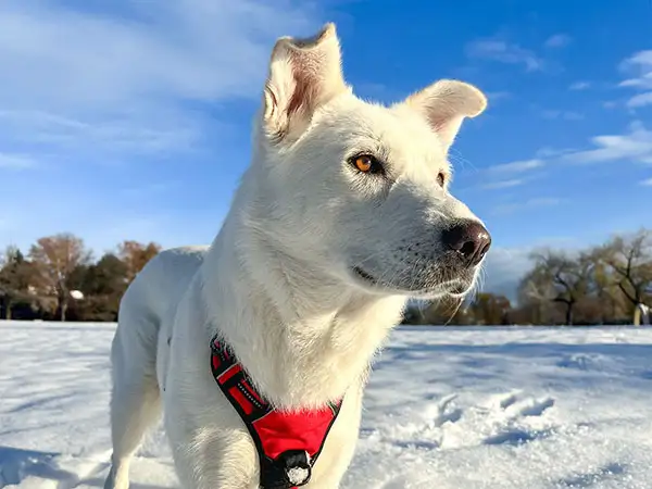 Attentive dog standing in the snow in Denver, Colorado