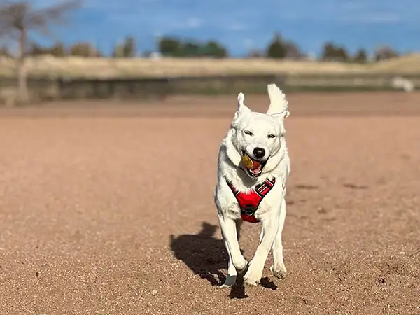 Cosmic Dog Training, client-dogs, Clifford running with a ball at the beach, Colorado.