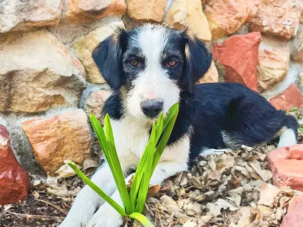 Cosmic Dog Training, client-dogs, Willow by the rock wall, Albuquerque, New Mexico.