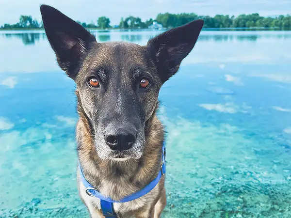 Cosmic Dog Training, client-dogs, Shadow at Wanaka Lake, Lafayette, Colorado.