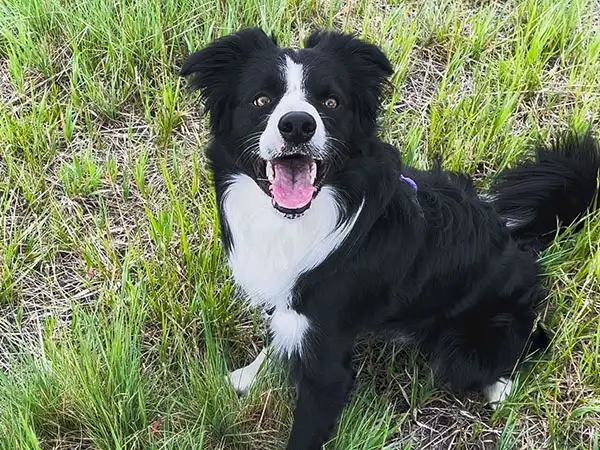 Cosmic Dog Training, Fabi smiling, sitting in the grass, Erie, Colorado.