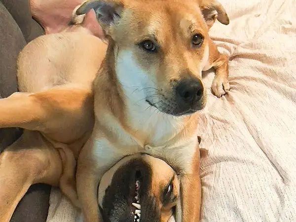 Cosmic Dog Training Koda and Leo playing on a couch together, Lafayette, Colorado.