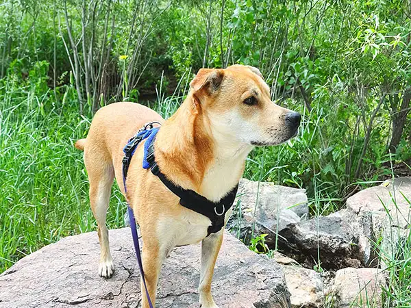 Cosmic Dog Training Leo on rock training out and about, Lafayette, Colorado.