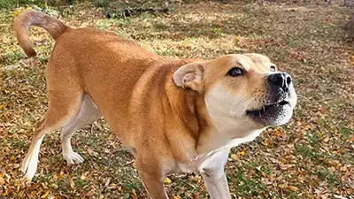 Barking dog showing reactive behavior in a backyard in Lafayette, Colorado
