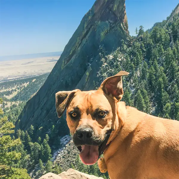 Smiling dog hiking off-leash at the Flatirons, Boulder, Colorado.