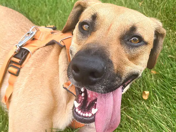 Cosmic Dog Training, client dogs, Boone lying down in the grass with tongue out, Colorado.