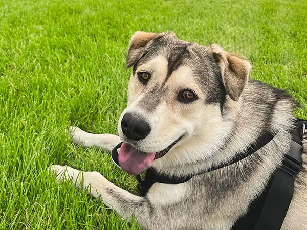 Cosmic Dog Training, client dogs, Echo lying down in the grass, Colorado.