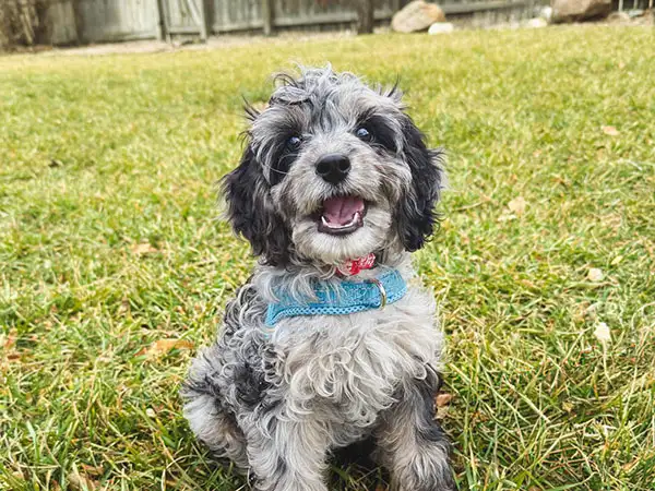 Cosmic Dog Training, client-dogs, Kasper in the backyard grass, Colorado.