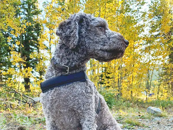 Cosmic Dog Training, client-dogs, Luna hiking with fall colors in the trees, Colorado.