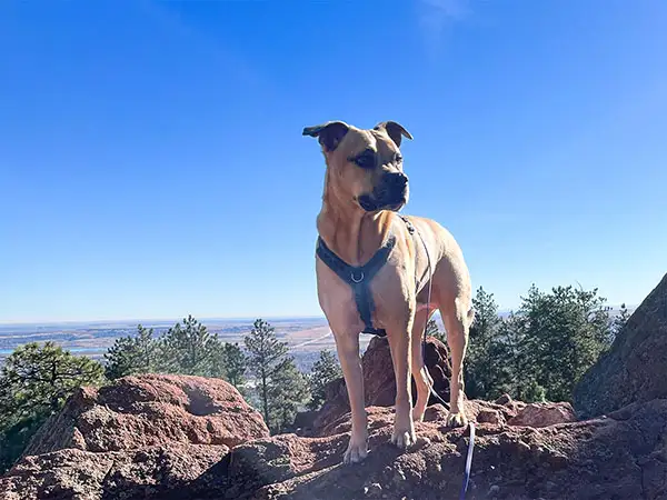 Cosmic Dog Training, Koda hiking at Crown Rock Mountain, Boulder, Colorado.