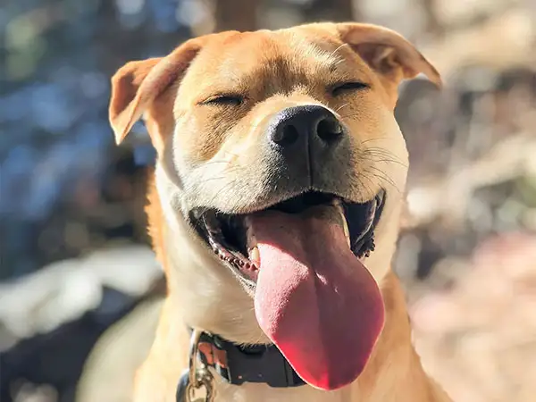 Cosmic Dog Training Leo smiling, hiking at the Flatirons, Boulder, Colorado.