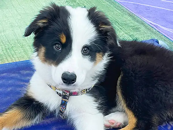 Cosmic Dog Training, client-dogs, Murphy on a raised boundary at the Training Center, Lafayette, Colorado.