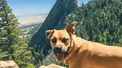 Smiling dog walking off-leash on a mountain trail near Boulder, Colorado