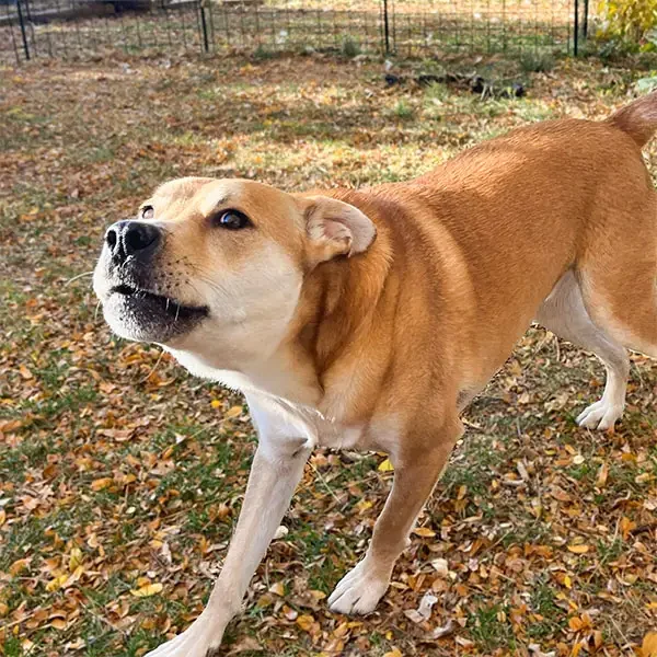 Barking dog showing reactive behavior in a backyard in Lafayette, Colorado