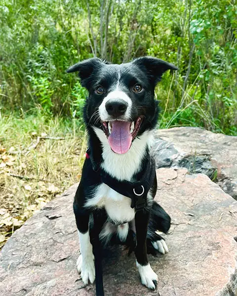 Dog standing confidently on a rock in a natural outdoor setting in Lafayette, Colorado.