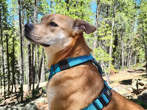 Cosmic Dog Training, Leo off-leash hiking, Nederland, Colorado.