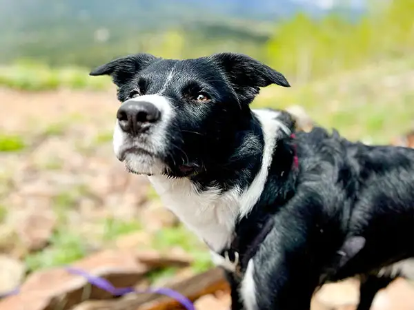 Cosmic Dog Training, Arrow training out and about, Erie, Colorado.