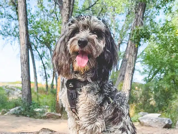 Cosmic Dog Training, client-dogs, Kasper sitting up hiking, Colorado.