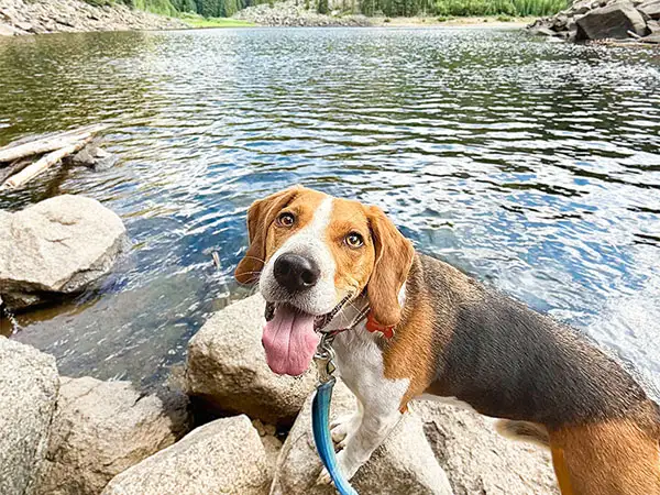 Cosmic Dog Training, client dogs, Lucca hiking by a mountain lake, Colorado.
