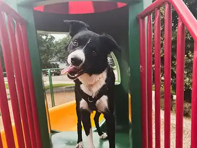 Cosmic Dog Training, Arrow with tongue out training on the playground equipment, Erie, Colorado.