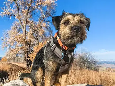 Cosmic Dog Training, client-dogs, Kai sitting on a log outside on a fall day, Lafayette, Colorado.