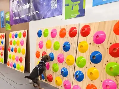 Cosmic Dog Training, client-dogs, Kai working the sniff wall at the Training Center, Lafayette, Colorado.
