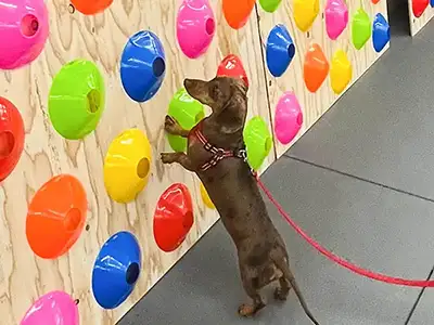 Cosmic Dog Training, client-dogs, Apollo working the sniff wall at the Training Center, Lafayette, Colorado.