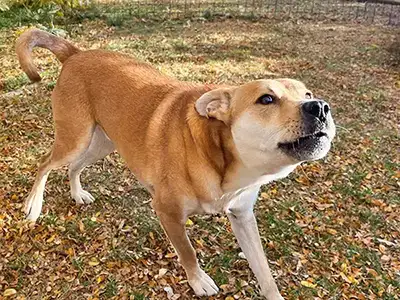 Barking dog showing reactive behavior in a backyard in Lafayette, Colorado