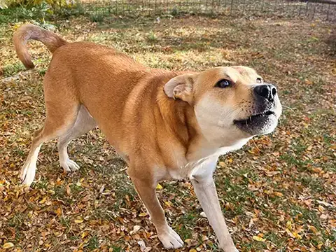 Barking dog showing reactive behavior in a backyard in Lafayette, Colorado