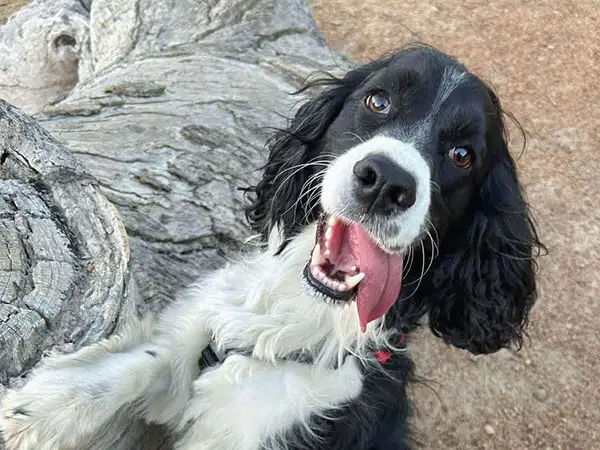 Smiling dog doing two paws up on a log