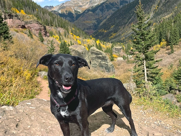 Happy dog hiking off leash in Colorado