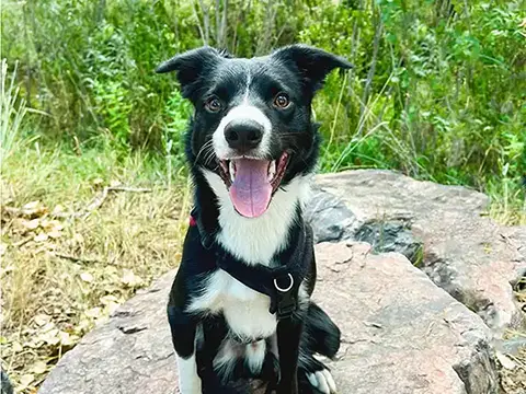 Dog sitting confidently on a rock in a natural outdoor setting in Lafayette, Colorado.