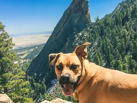 Smiling dog hiking off-leash at the Flatirons, Boulder, Colorado.