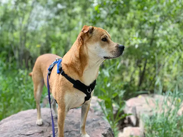 Dog standing confidently on a rock in a natural outdoor setting in Lafayette, Colorado.