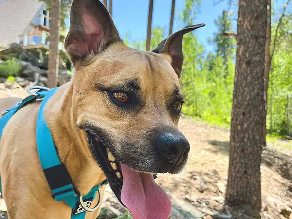 Cosmic Dog Training, Koda off-leash hiking, Nederland, Colorado.