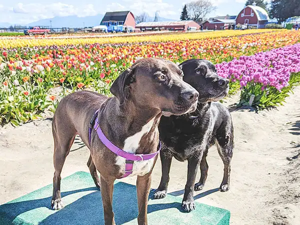 Cosmic Dog Training, client dogs, Fig Newton at the Tulip Farm, Colorado.