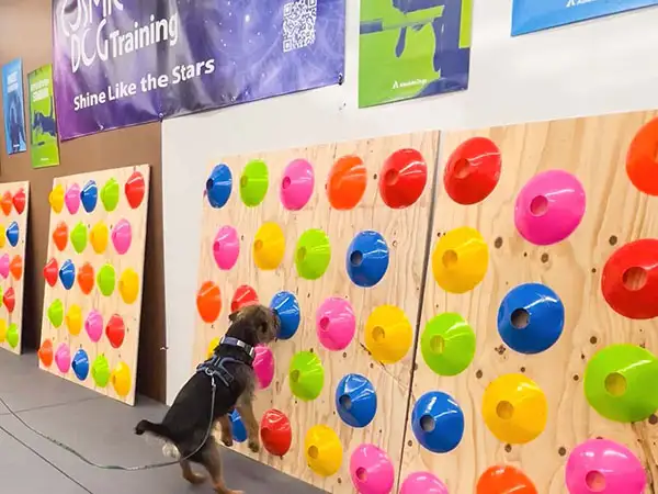 Cosmic Dog Training, client-dogs, Kai working the sniff wall at the Training Center, Lafayette, Colorado.