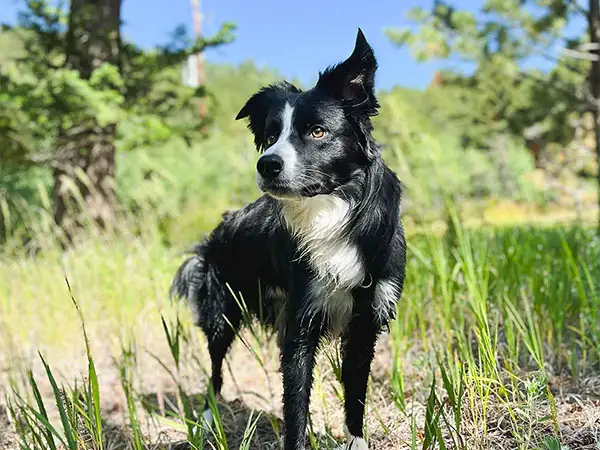 Cosmic Dog Training, Fabi wet after swimming in the river, Lyons, Colorado.