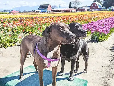 Cosmic Dog Training, client dogs, Fig Newton at the Tulip Farm, Colorado.