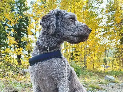 Cosmic Dog Training, client-dogs, Luna hiking with fall colors in the trees, Colorado.