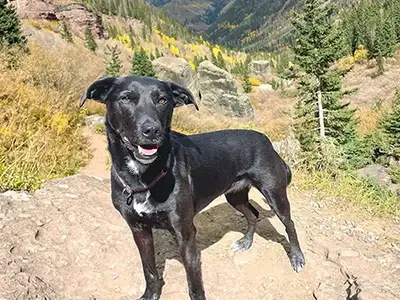 Cosmic Dog Training, client-dogs, Sadie hiking in the mountains, Colorado.