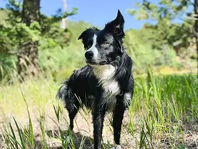 Cosmic Dog Training, Fabi wet after swimming in the river, Lyons, Colorado.