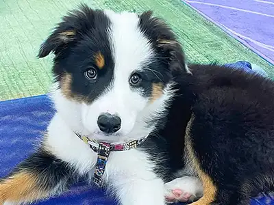 Cosmic Dog Training, client-dogs, Murphy on a raised boundary at the Training Center, Lafayette, Colorado.