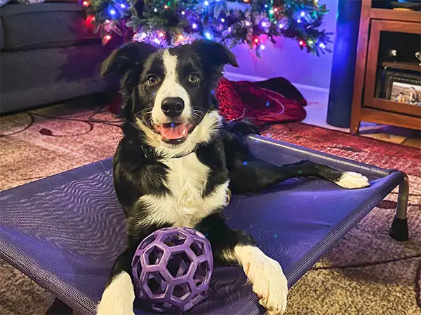 Dog on boundary under a Christmas Tree