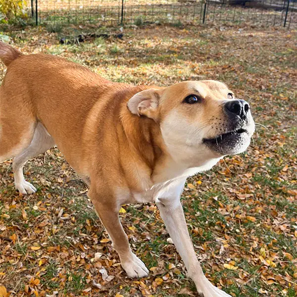 Barking dog showing reactive behavior in a backyard in Lafayette, Colorado
