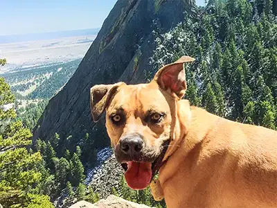 Smiling dog hiking off-leash at the Flatirons, Boulder, Colorado.